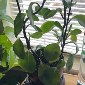 Photo of the plant species New Zealand Broadleaf by @PeakPeacockfern named Bruce Lee on Greg, the plant care app