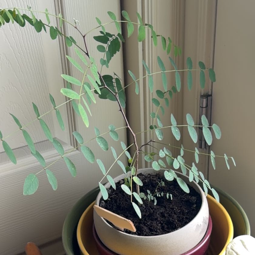 Photo of the plant species False Acacia by @PeakPeacockfern named Baesil on Greg, the plant care app