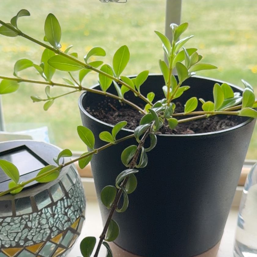 Photo of the plant species gold fish plant by @PeakPeacockfern named Anne on Greg, the plant care app