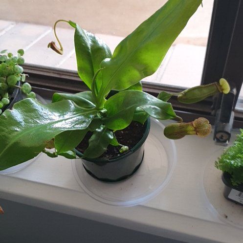 Photo of the plant species Nepenthes St Gaya by @WiseLuckystripe named Nessi on Greg, the plant care app
