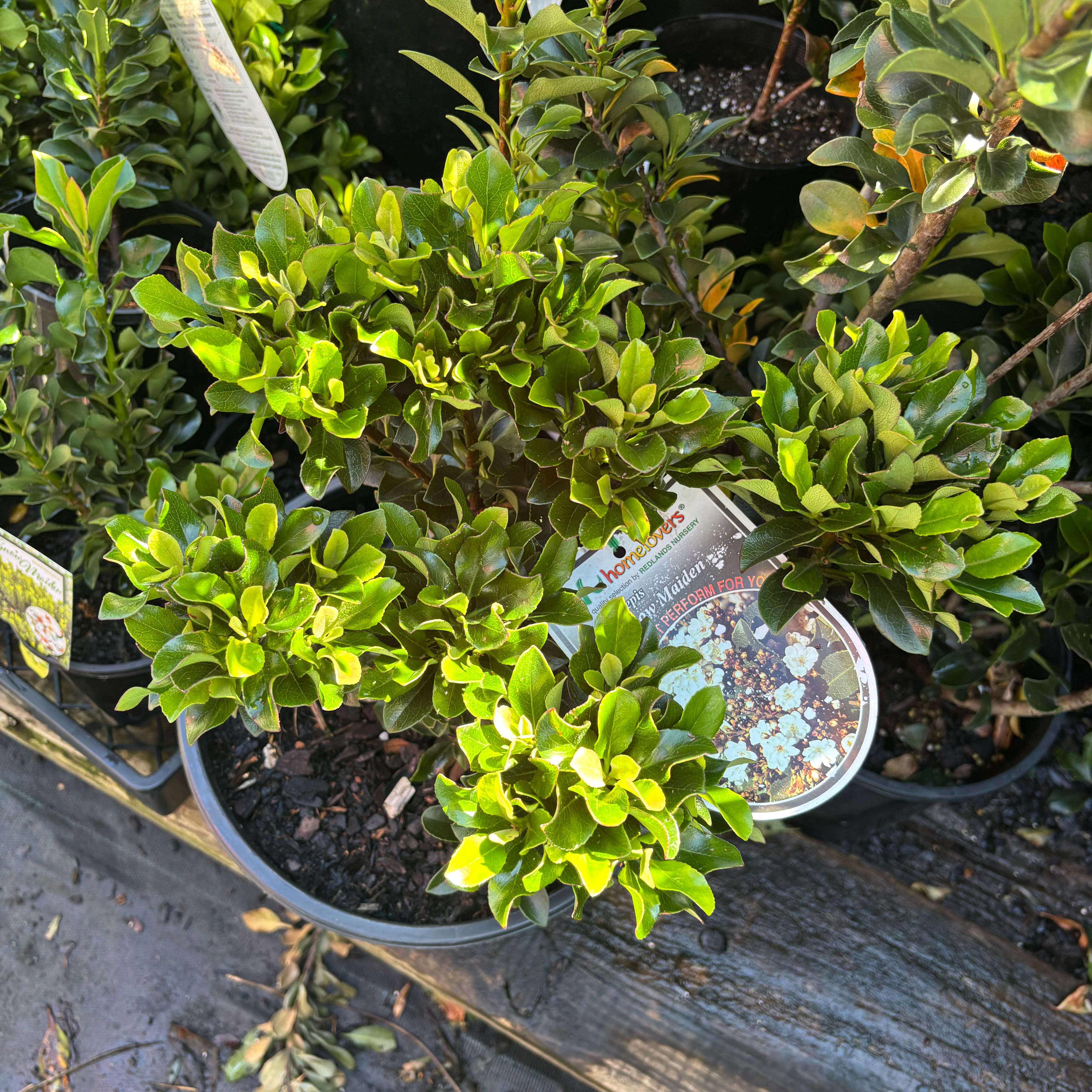 Photo of the plant species Indian Hawthorn by @SwiftArecapalm named Drake on Greg, the plant care app