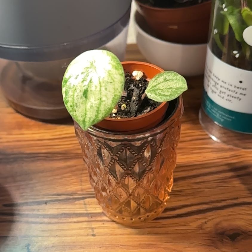 Photo of the plant species Variegated Watermelon Peperomia by @PlantDaddyGT named Doja Cat on Greg, the plant care app