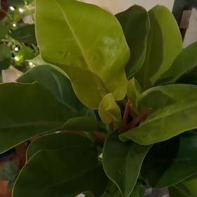 Photo of the plant species Philodendron 'Imperial Gold' by @AgileTangierpea named Emerson on Greg, the plant care app