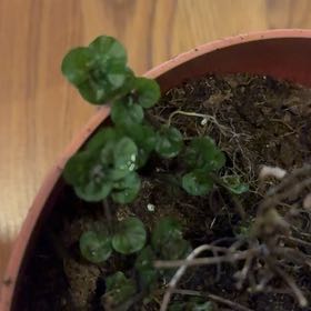 Photo of the plant species Orange Mint by @FairShastadaisy named Harmony on Greg, the plant care app