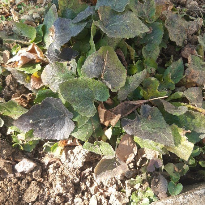 Photo of the plant species Exploding Cucumber by @GenuineLovage named Gobi on Greg, the plant care app