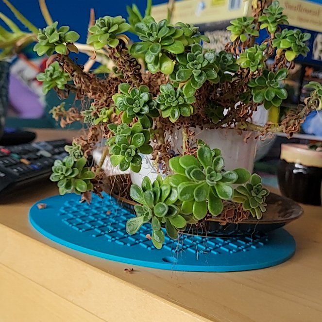 Photo of the plant species Dwarf Aeonium by @HipKonjac25 named Spike Leaves on Greg, the plant care app