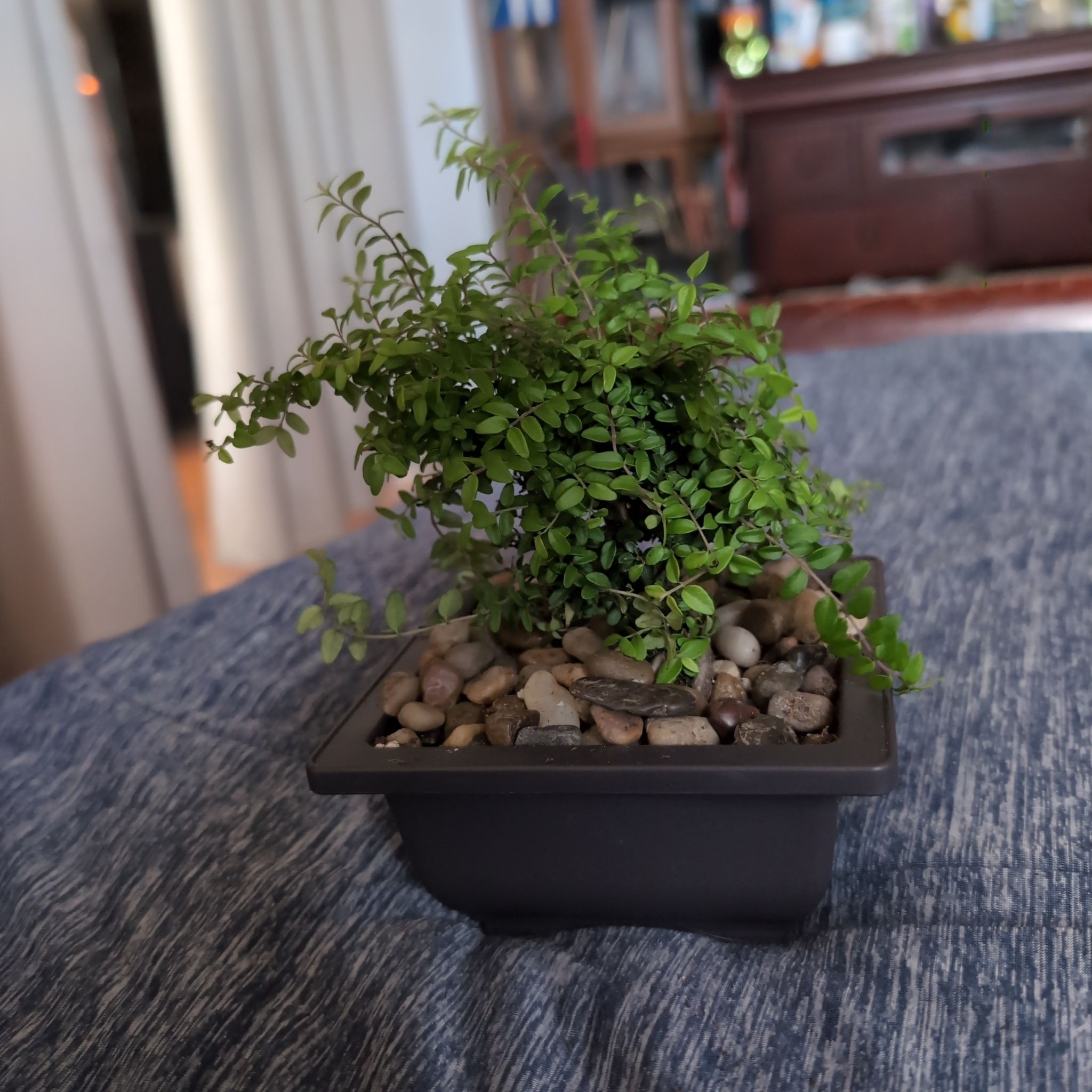 Photo of the plant species Box Honeysuckle by @BonkSoundEffect named Tiberius on Greg, the plant care app