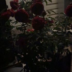 Photo of the plant species True Love Rose by Makayla named Ronaldo on Greg, the plant care app