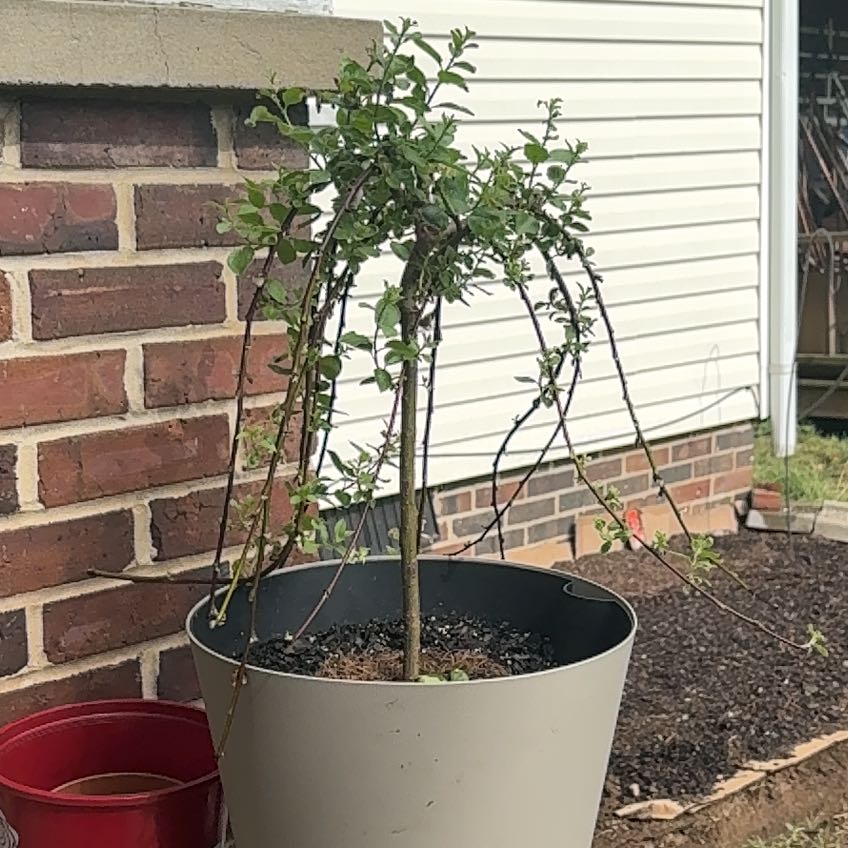 Photo of the plant species Weeping Pussy Willow by Makayla named Gaga on Greg, the plant care app