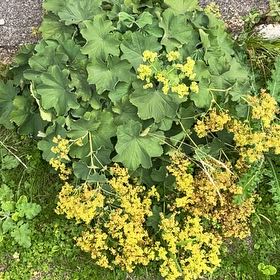 Photo of the plant species Lady's Mantle by @ChummyPixiecap named Girlfrond on Greg, the plant care app