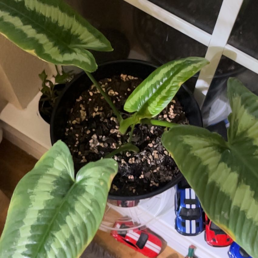 Photo of the plant species Green Sheild by @DrGreen named Zeus on Greg, the plant care app