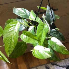Photo of the plant species Pothos 'Albo' by @DrGreen named Prince on Greg, the plant care app