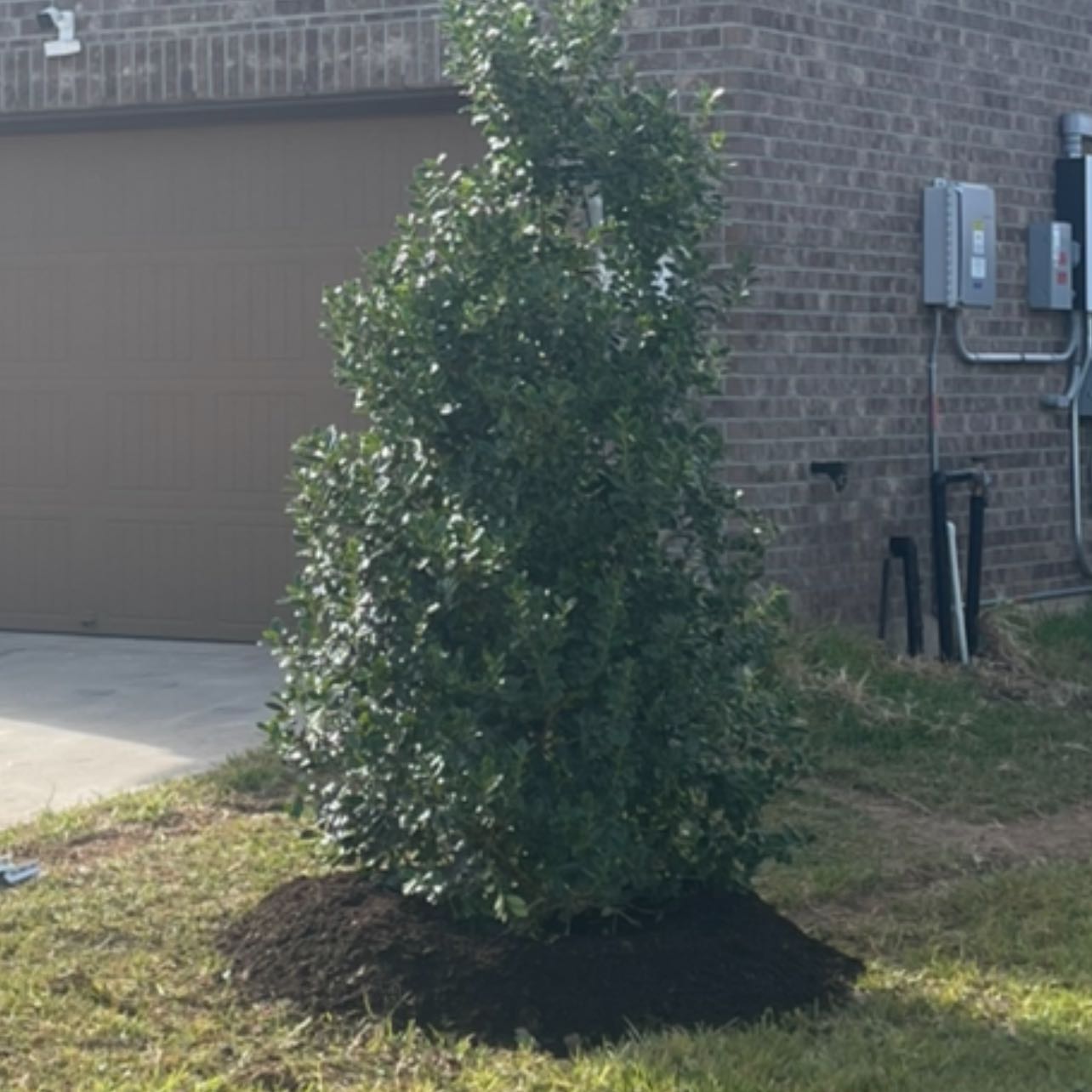 Photo of the plant species Oakland Holly by @NativeSeaorache named Kardashian on Greg, the plant care app
