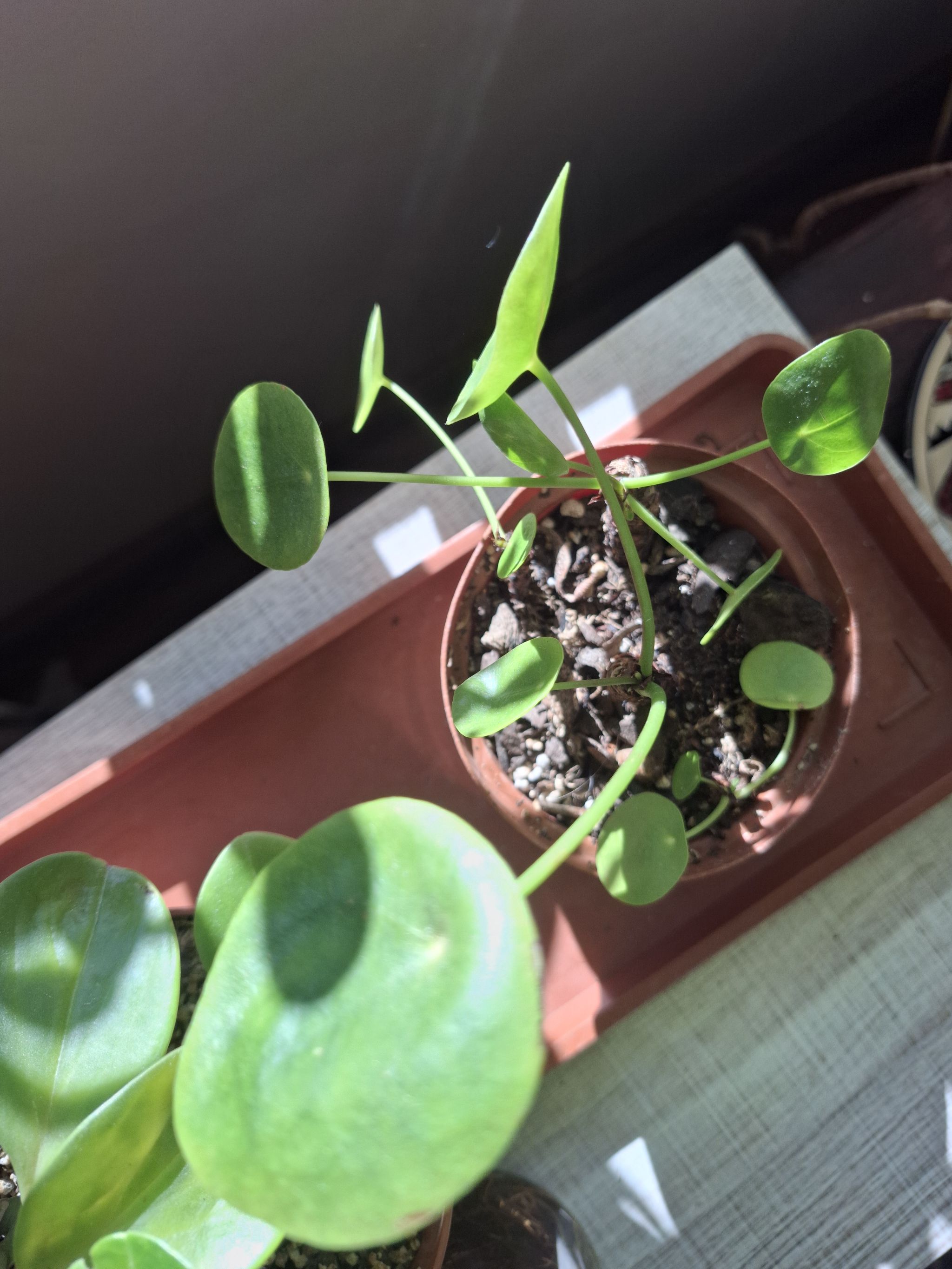 Photo from the post