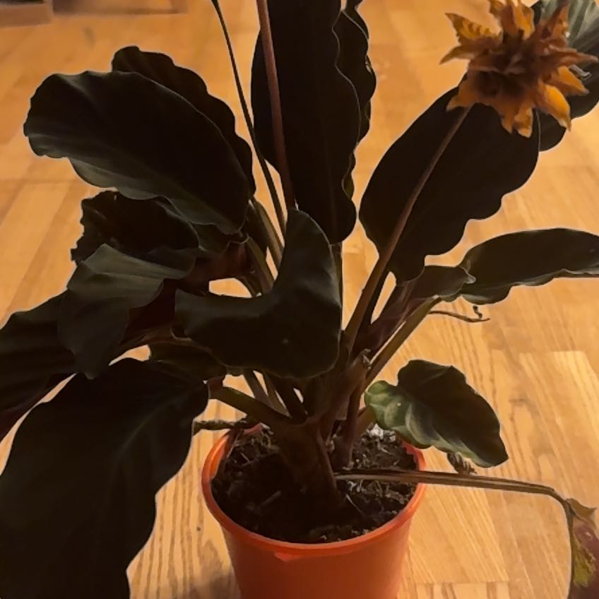 Photo of the plant species Goeppertia crocata by @KeenYankeeweed named Hamilton on Greg, the plant care app