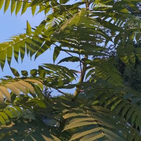 Photo of the plant species Staghorn Sumac by @KindThicketbean named Denali on Greg, the plant care app