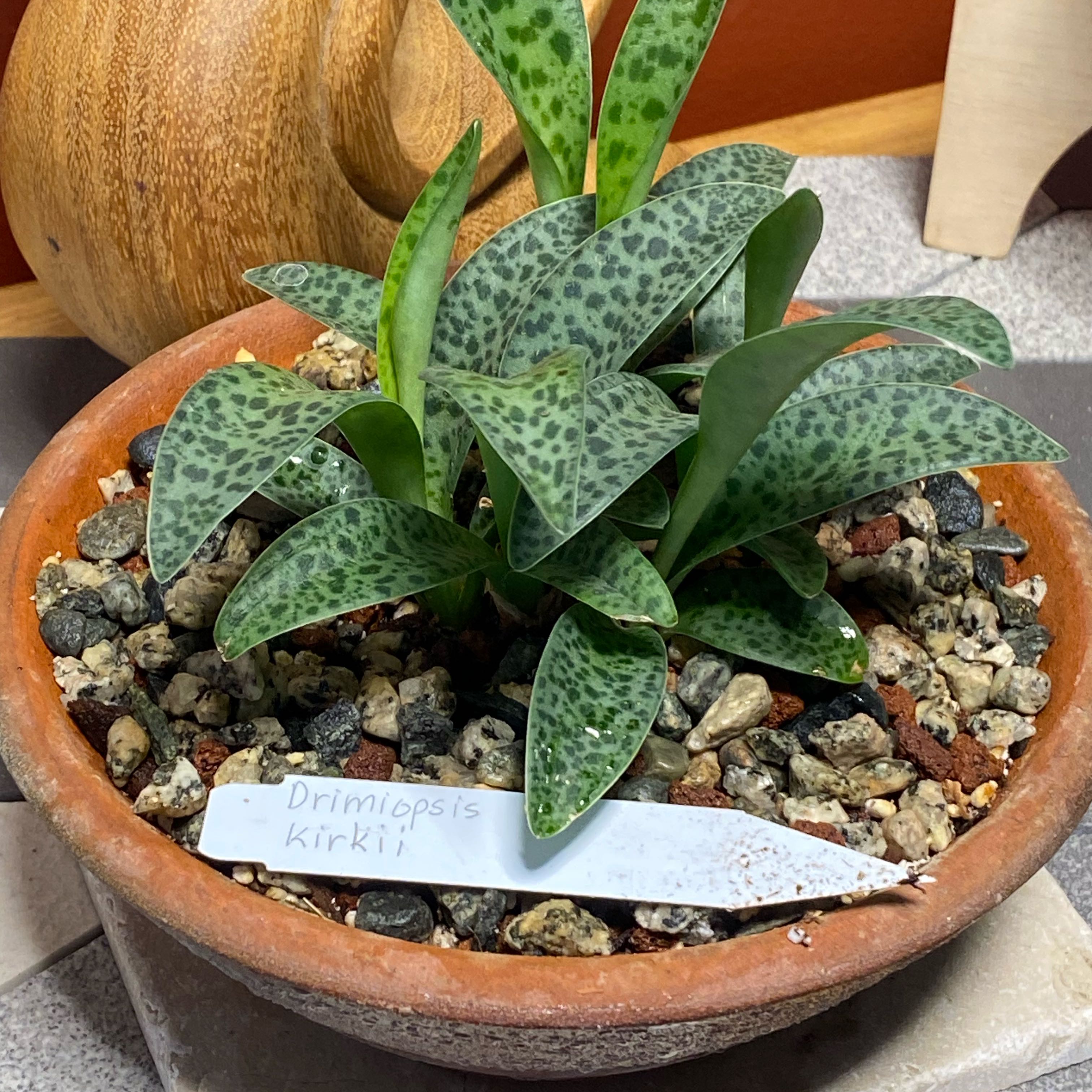 Photo of the plant species Drimiopsis kirkii by @TheConservator named Walt on Greg, the plant care app