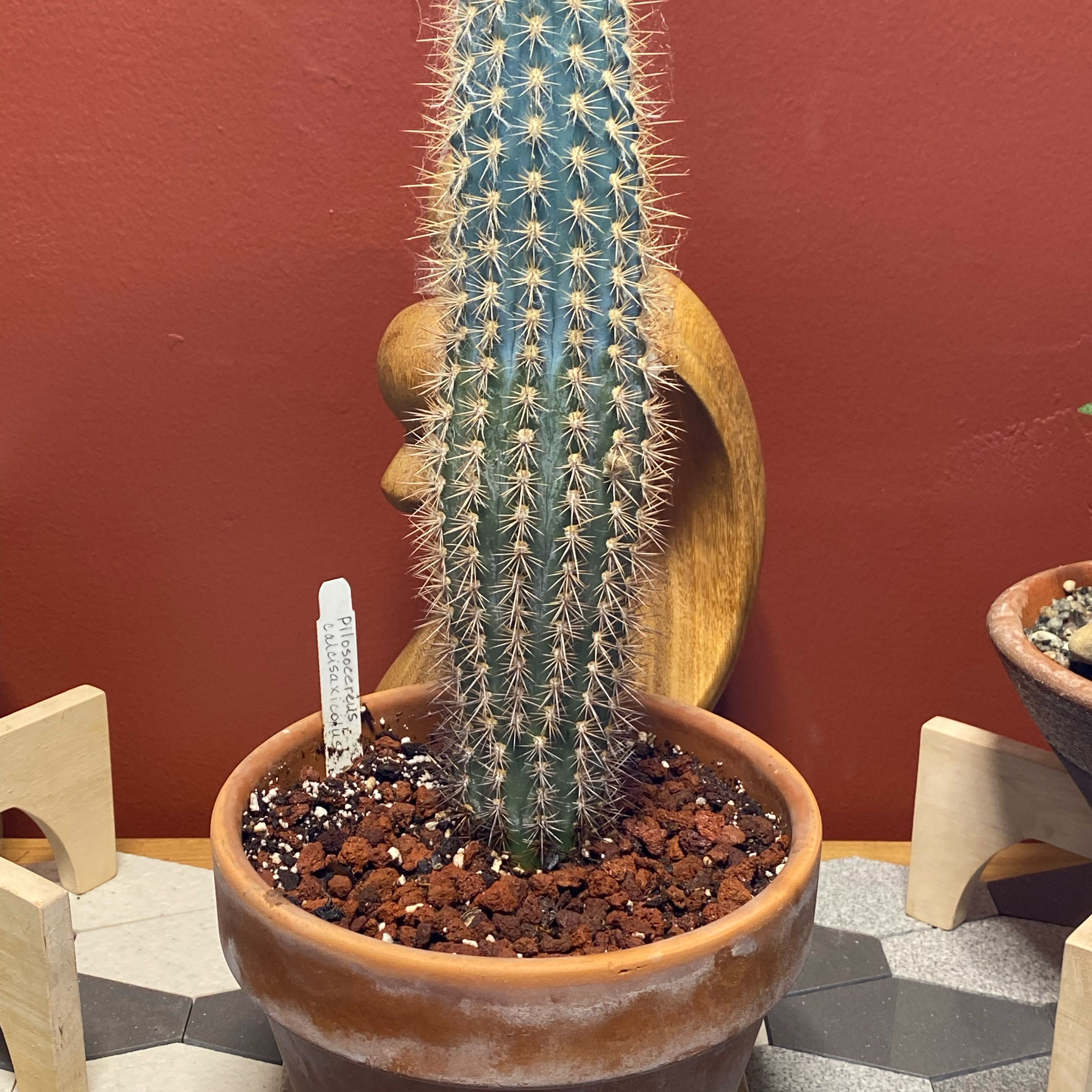 Photo of the plant species Assorted Pilosocereus by @TheConservator named Harper on Greg, the plant care app