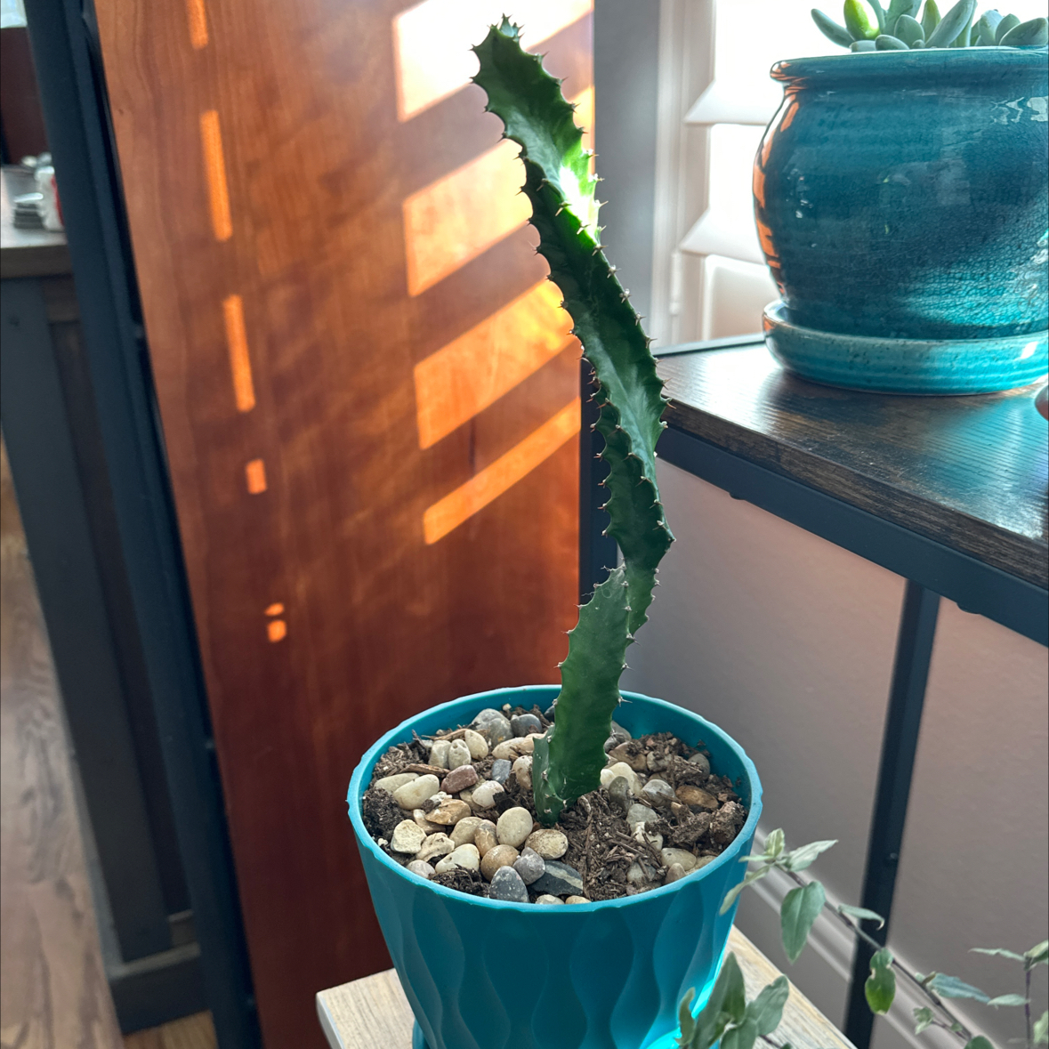 Photo of the plant species Twisted Euphorbia by @RickPackard named Family Rm SW - Twisted Euphorbia on Greg, the plant care app