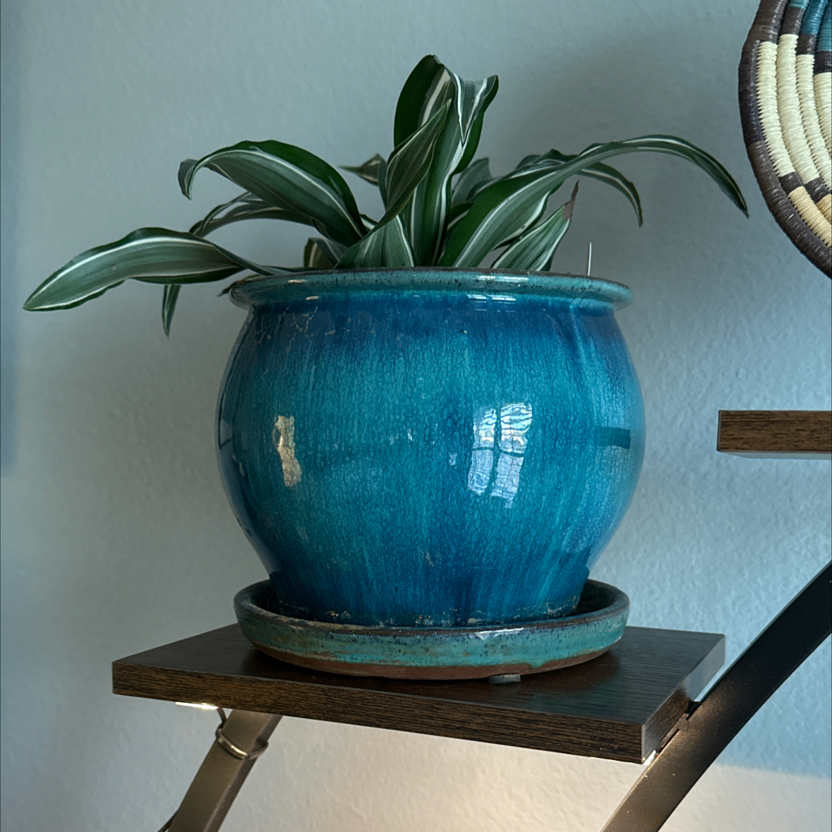 Photo of the plant species Dracaena 'Torch' by @RickPackard named Main Bedroom - Dracaena on Greg, the plant care app