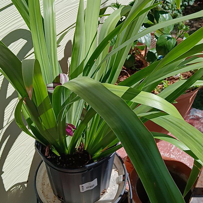 Photo of the plant species Walking Iris by @ManyGoatsbeard named Huckleberry Fern on Greg, the plant care app