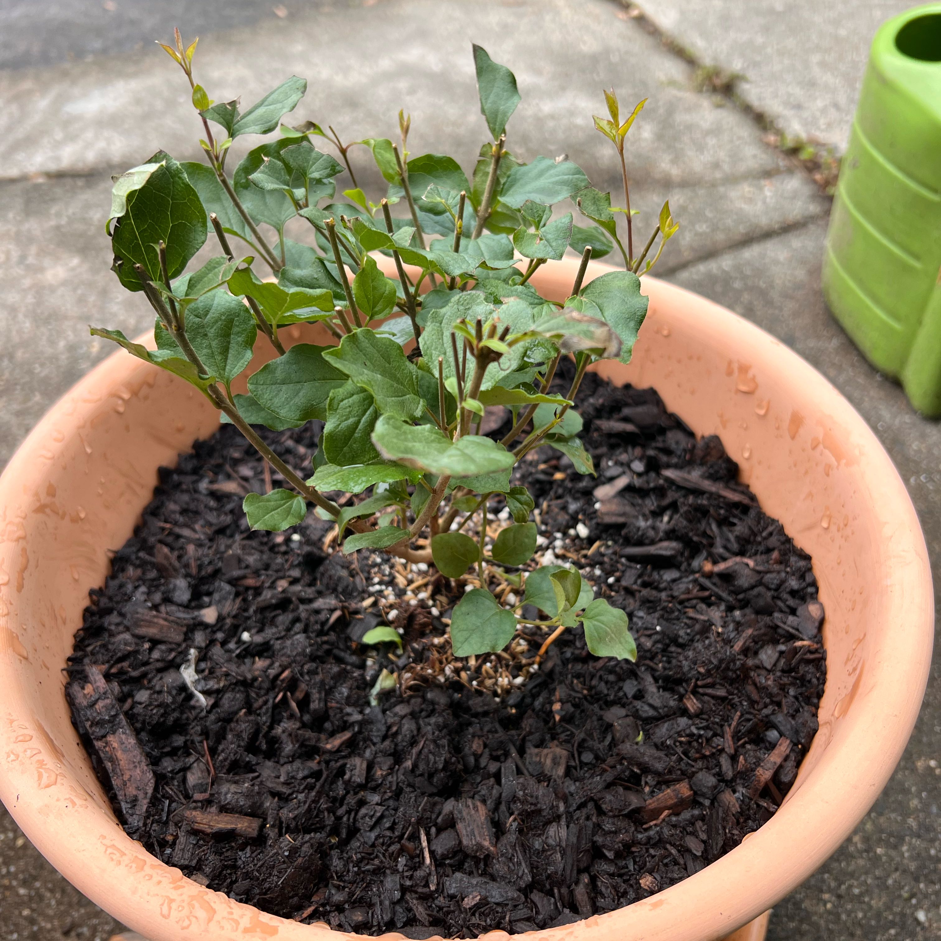 Photo of the plant species Bloomerang lilac by @YummySweetbroom named Lila C. on Greg, the plant care app