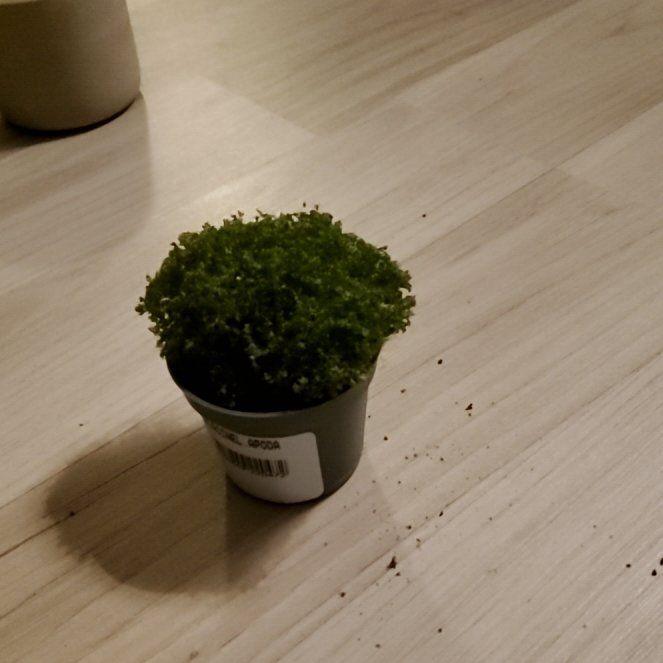 Photo of the plant species Meadow Spikemoss by @QueenGreenmound named Scarlett on Greg, the plant care app