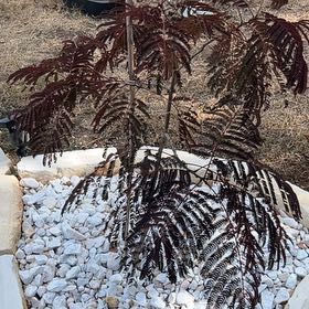 Photo of the plant species Summer Chocolate Mimosa Tree by @TastyCyclamen named Sol on Greg, the plant care app