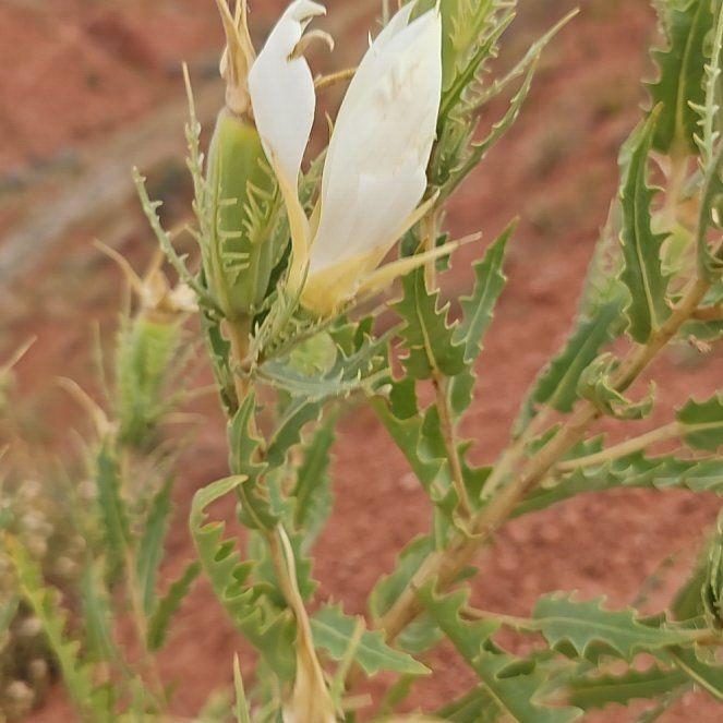 Photo of the plant species Bluestem Pricklypoppy by @RousingTomato37 named Sol on Greg, the plant care app