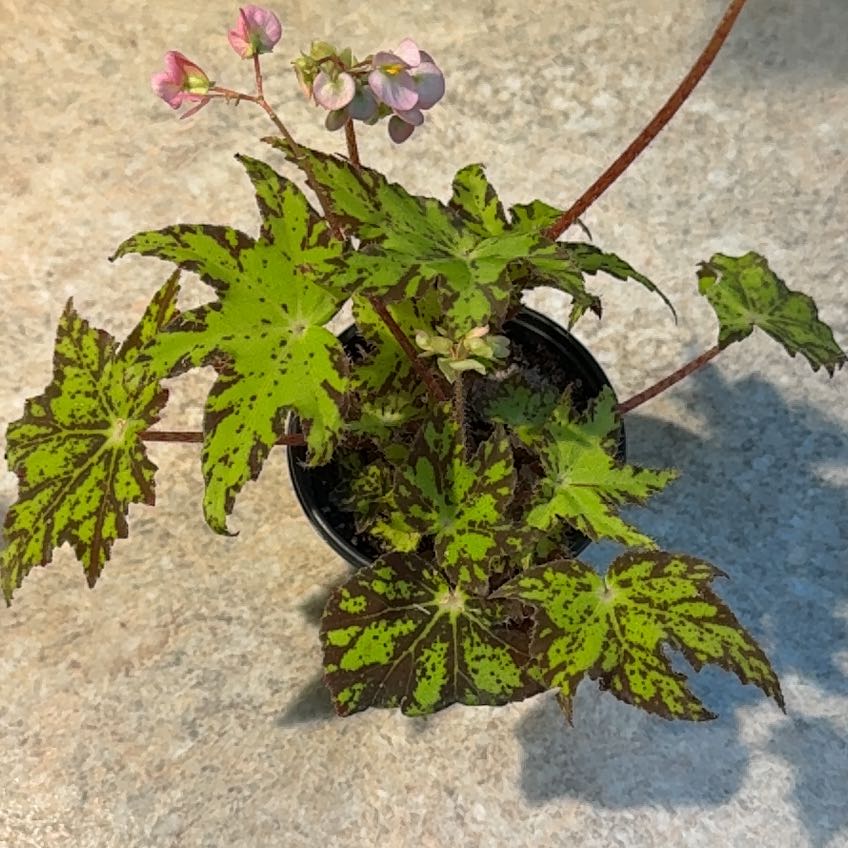 Photo of the plant species Begonia 'Geometry' by @QuickShingleoak named Scarlett on Greg, the plant care app