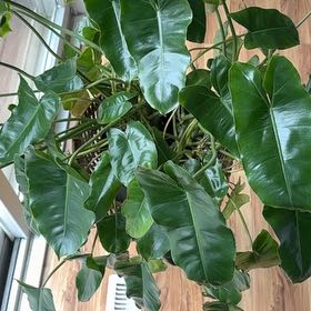 Photo of the plant species Philodendron Burle Marx by @QuickShingleoak named Nithin on Greg, the plant care app