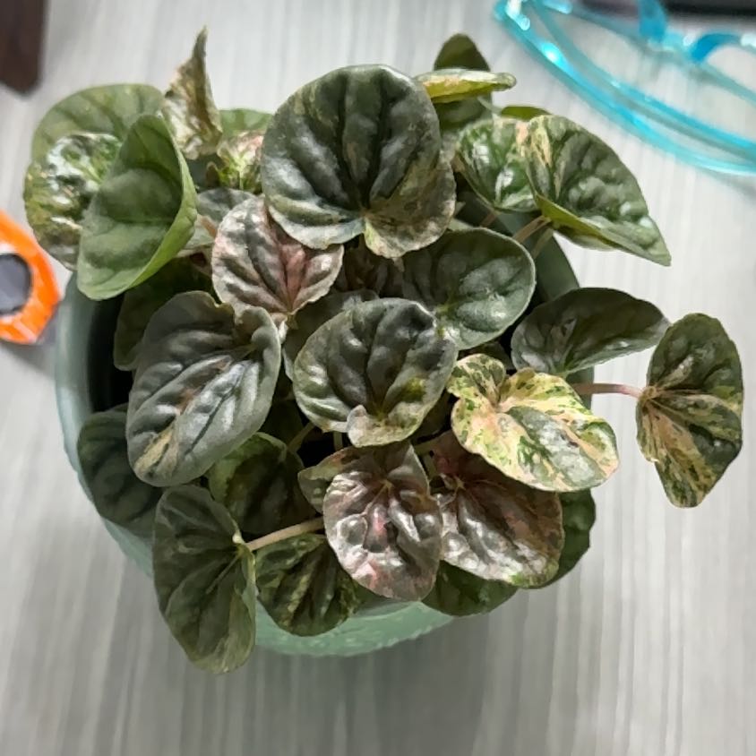 Photo of the plant species Peperomia Pink Lady by @QuickShingleoak named Sherlock on Greg, the plant care app