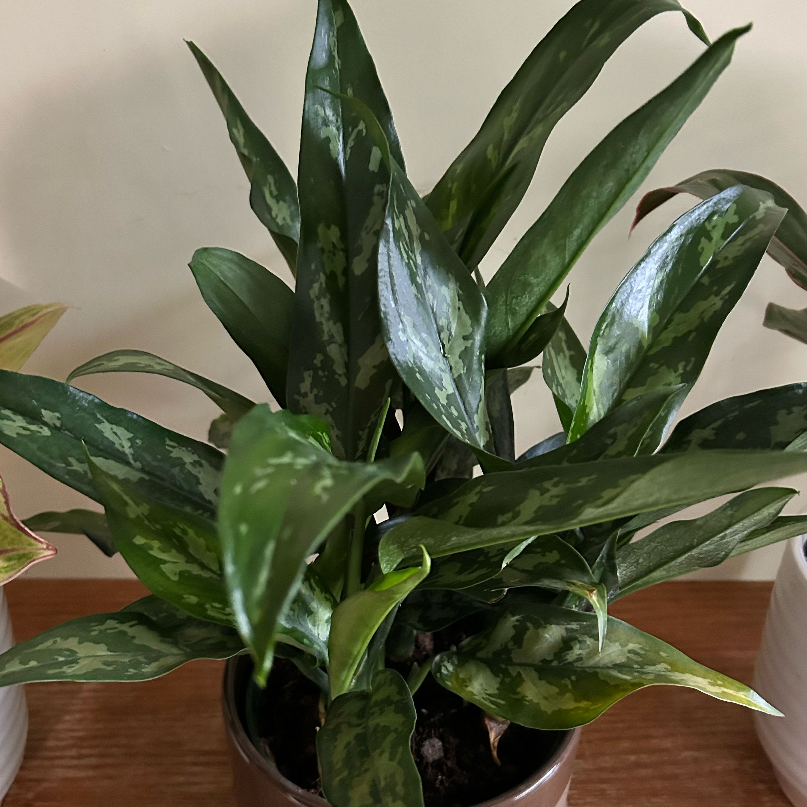 Photo of the plant species Aglaonema 'Emerald Beauty' by @WildNorth named Glinda on Greg, the plant care app