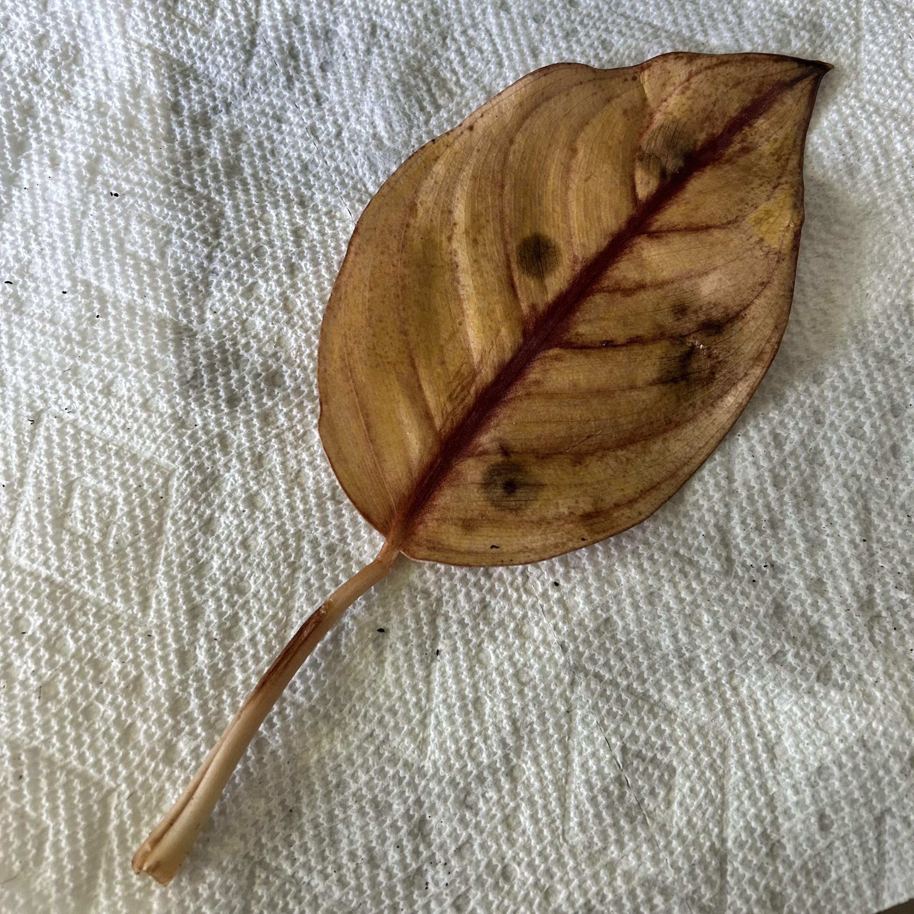 Photo from the post