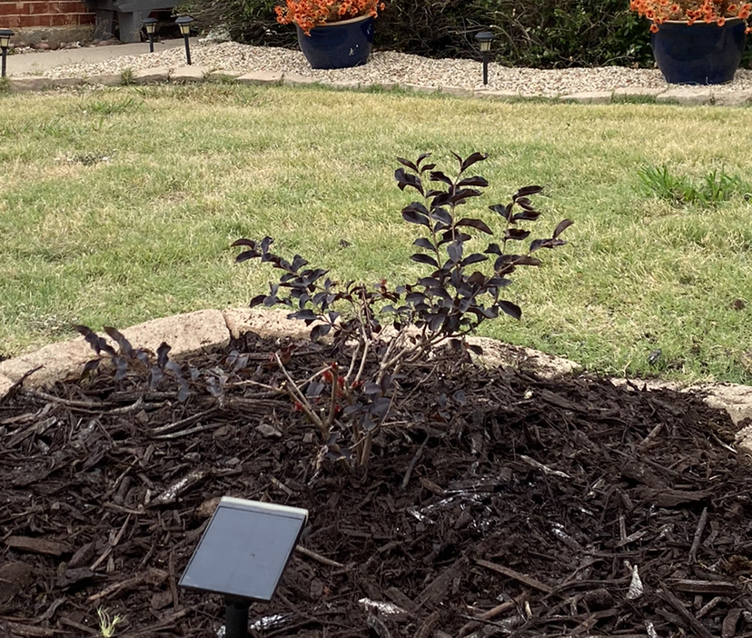 Plant care for Ammannia senegalensis var. senegalensis on Greg, the plant care app