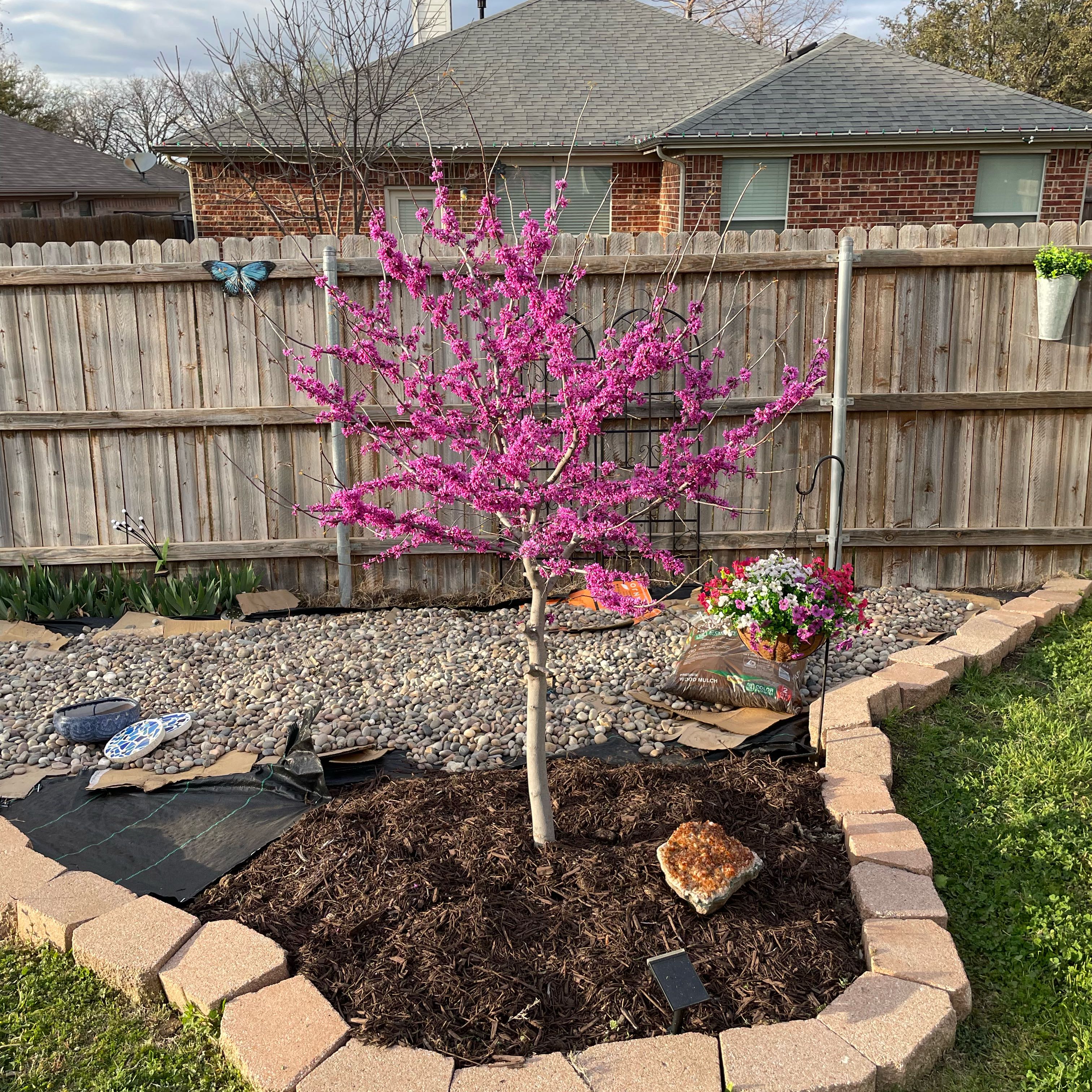 Photo of the plant species Oklahoma Redbud by @LadyAltmanstar named Queen on Greg, the plant care app