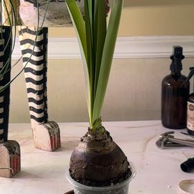 Photo of the plant species Paperwhite by @sosomoto named Mando on Greg, the plant care app