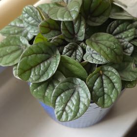 Photo of the plant species Peperomia Greyhound by @WholeDogfennel named Kylie on Greg, the plant care app
