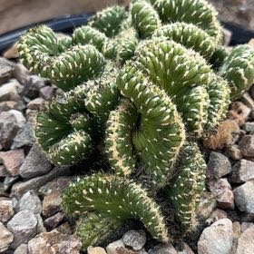 Photo of the plant species Emerald Idol Opuntia by @ExecutiveWorm named Emerald on Greg, the plant care app