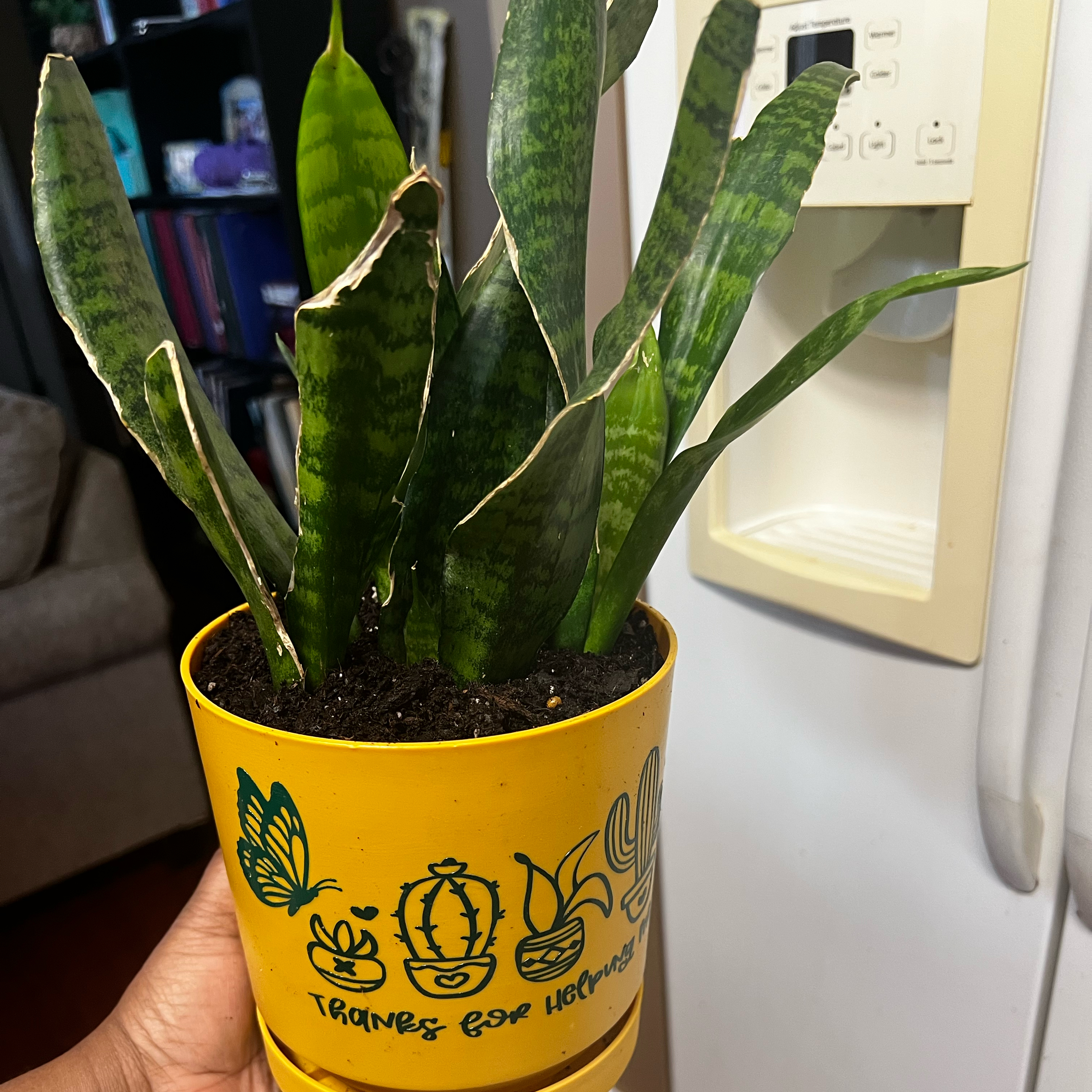 Photo of the plant species Futura Robusta Snake Plant by @Blessedladybug named 👍Sizzler⬇️🐞 on Greg, the plant care app