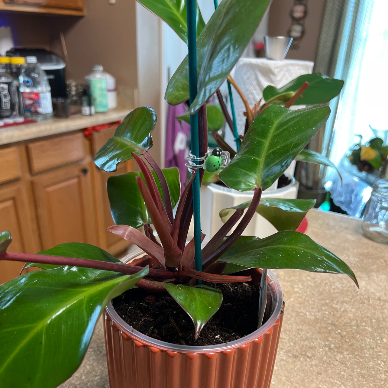 Photo of the plant species Philodendron Hybrid by @Blessedladybug named 👍Lunadune ✅🐞 on Greg, the plant care app