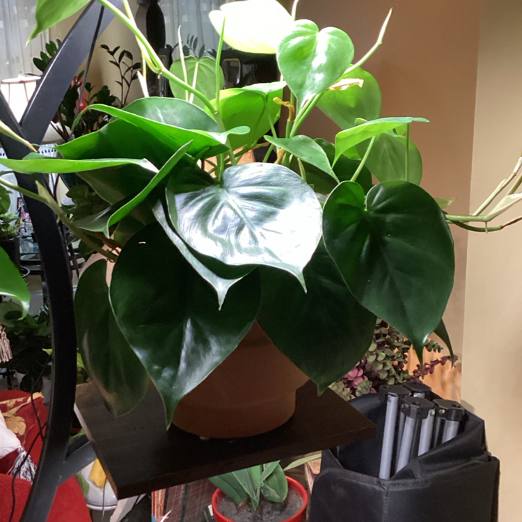 Photo of the plant species Philodendron cordatum by @Blessedladybug named 👍CORDI⬇️🐞BWH PLANT CO. on Greg, the plant care app
