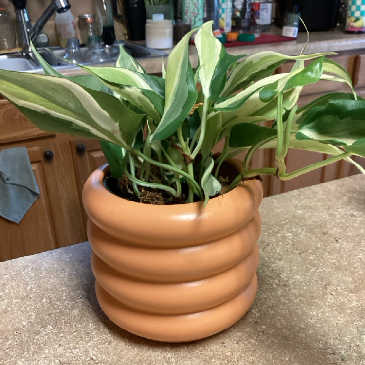 Photo of the plant species philodendron silver stripe by @Blessedladybug named 👍 BWH PLANTS✅🐞Felix on Greg, the plant care app