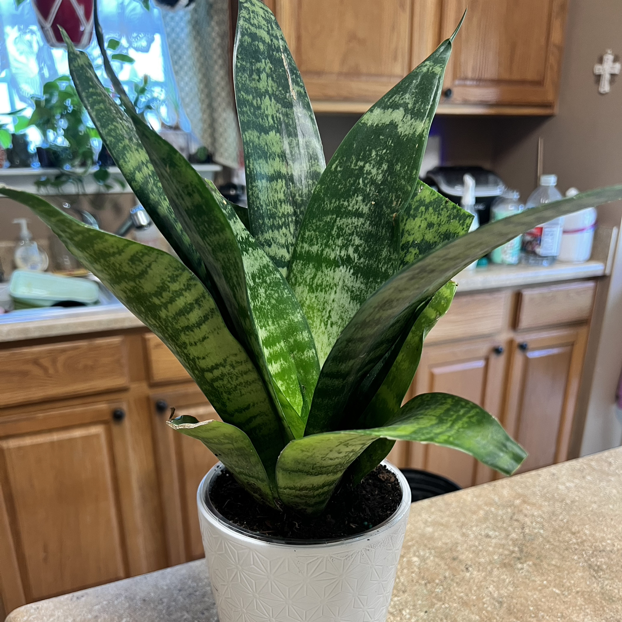 Photo of the plant species Zeylanica Snake Plant by @Blessedladybug named 👍Savanna⬇️🐞HD on Greg, the plant care app