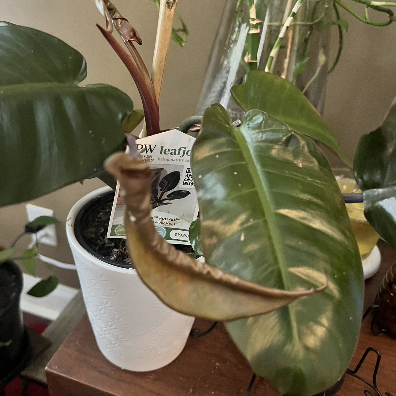 Photo of the plant species Philodendron erubescens ‘Orange Princess Galaxy’ by @Blessedladybug named 👍Galaxy⬇️🐞 on Greg, the plant care app