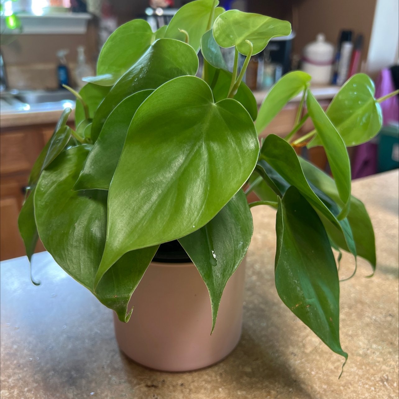 Photo of the plant species Philodendron cordatum by @Blessedladybug named 👍BWH PLANTS✅🐞Hemingway on Greg, the plant care app