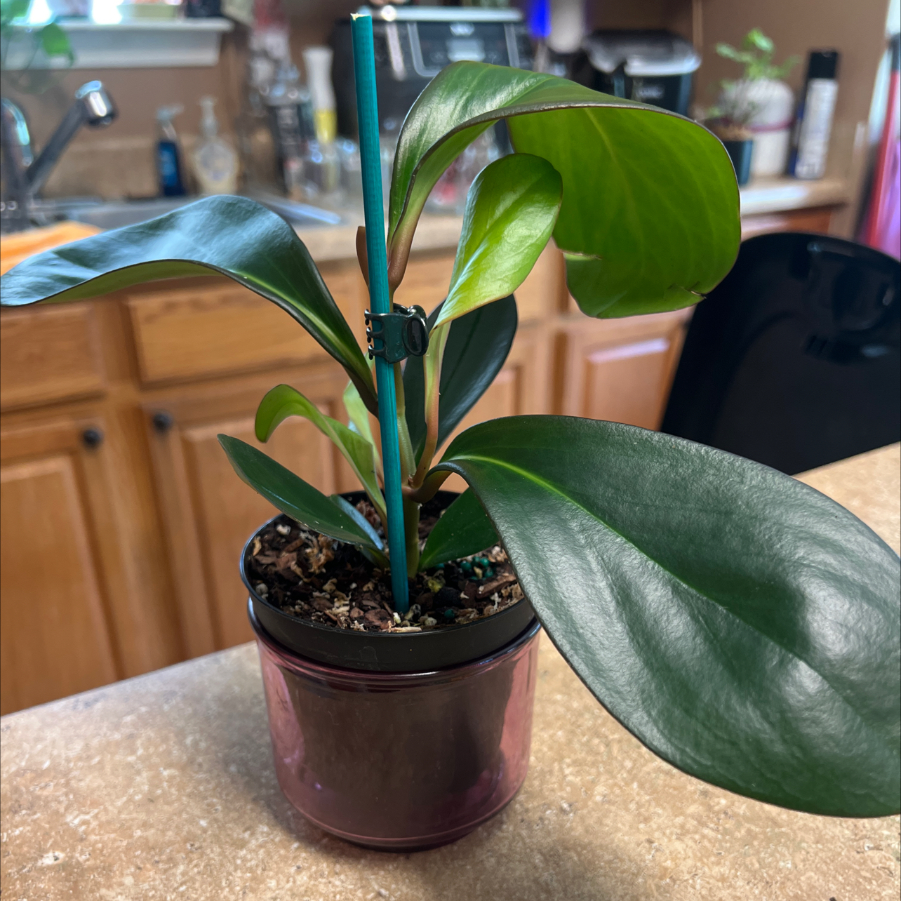 Photo of the plant species Peperomia Red Edge by @Blessedladybug named 👍BWH PLANTS✅🐞Reds on Greg, the plant care app