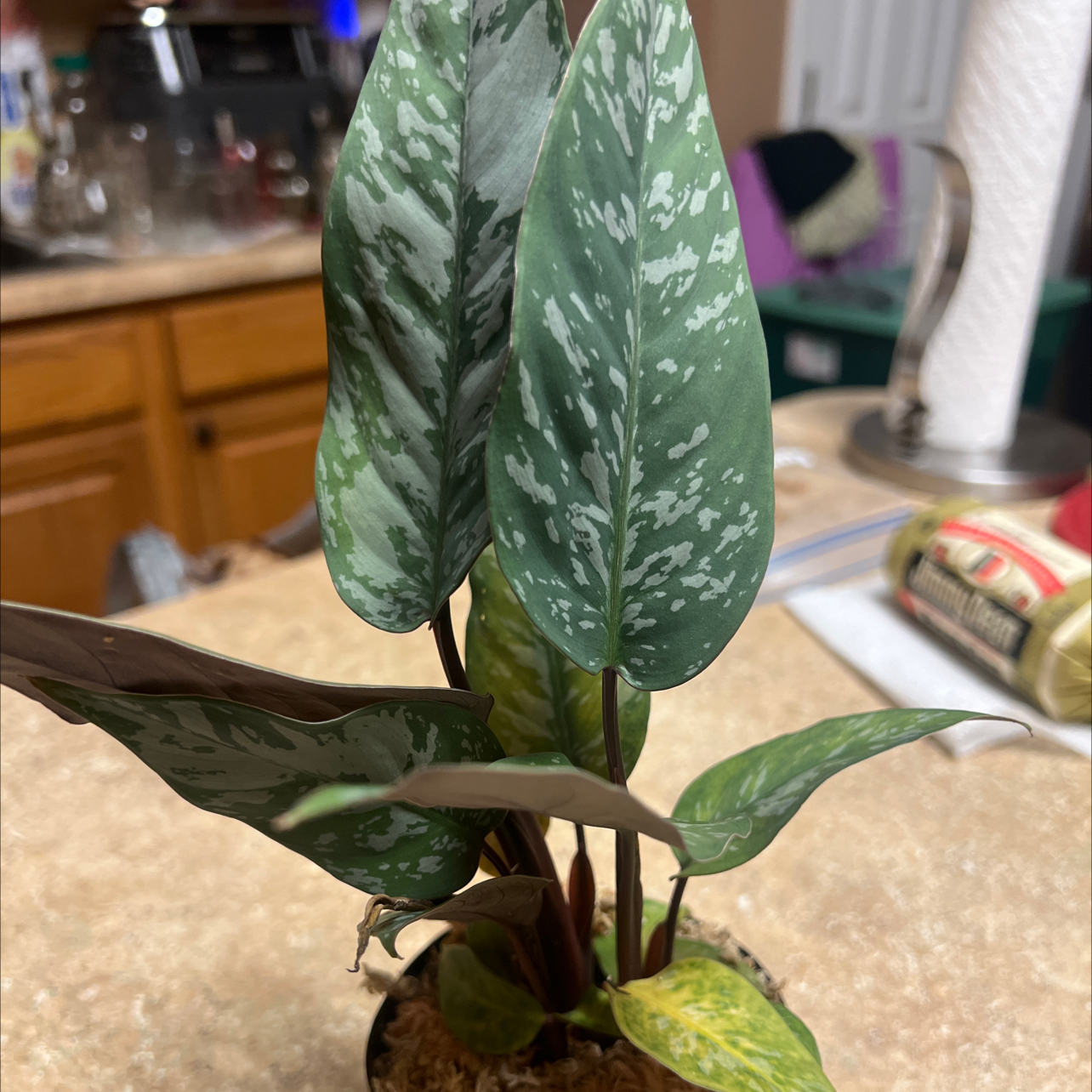 Photo of the plant species Apoballis acuminatissima 'Lavallaei' by @Blessedladybug named 👍BWH PLANTS✅🐞Zeus on Greg, the plant care app