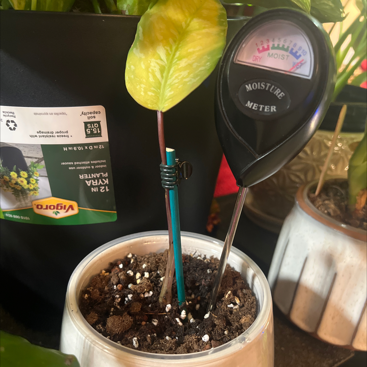 Photo of the plant species Apoballis acuminatissima 'Lavallaei' by @Blessedladybug named Zeus⬇️🐞BWH🪴 on Greg, the plant care app