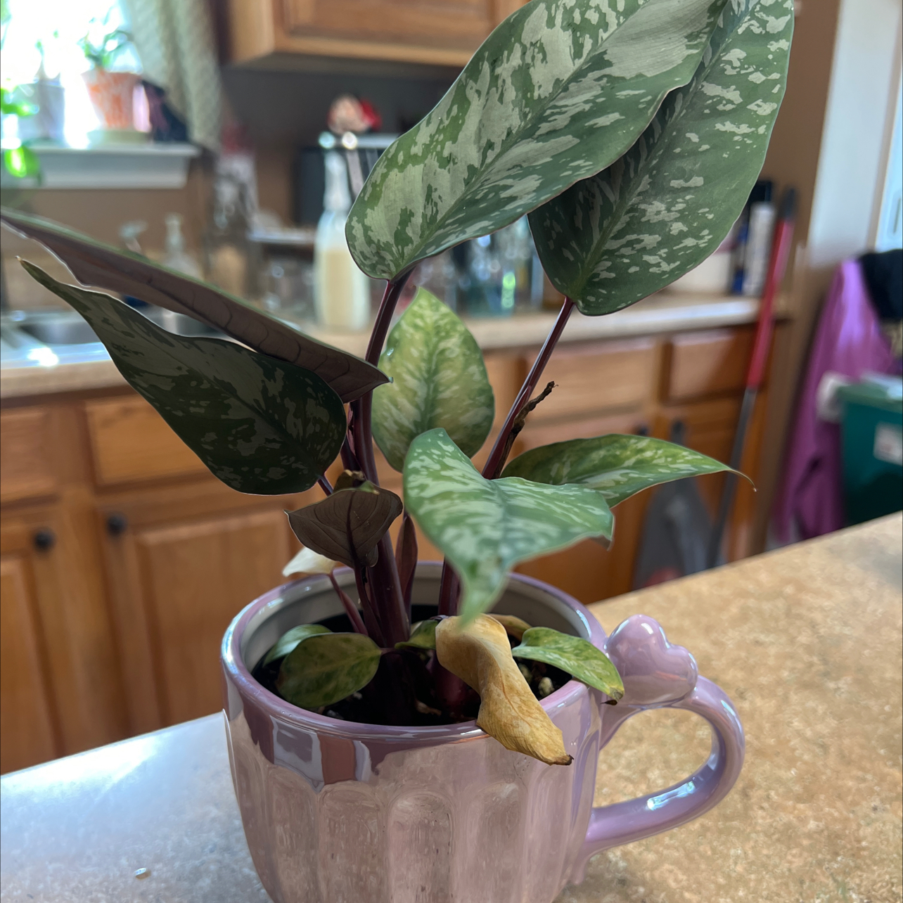 Photo of the plant species Apoballis acuminatissima 'Lavallaei' by @Blessedladybug named 👍BWH PLANTS✅🐞Zeus on Greg, the plant care app